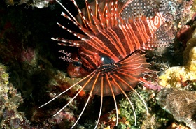 Komodo 2016 - Spotfin lionfish - Poisson diable - Pterois antennata - IMG_6663_rc